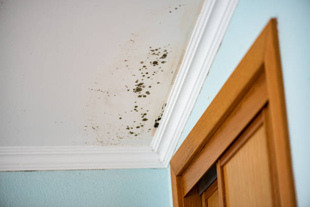 Best Black Mold Removal  in Ruston, WA