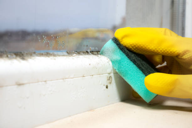 Mold Testing and Removal in Ruston, WA