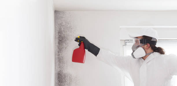 Best Mold Remediation  in Ruston, WA