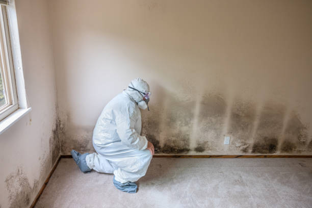 Best Mold Cleaning Services  in Ruston, WA