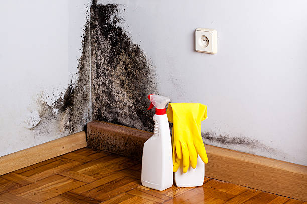 Best Same-Day Mold Removal  in Ruston, WA
