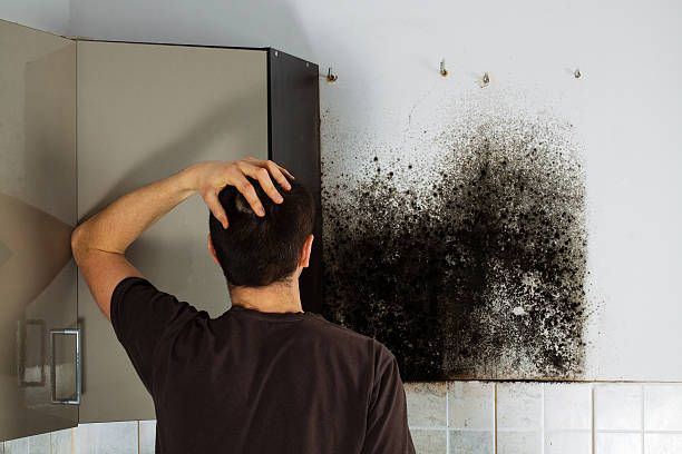 Best Emergency Mold Removal  in Ruston, WA
