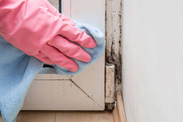 Ruston, WA Mold Removal Company